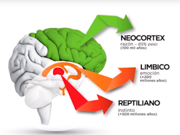 Estructura del cerebro humano: neocórtex, cerebro límbico y cerebro reptiliano o amígdala